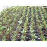 Pack n°3 Baobab chacal : adenium obesum, arabicum x5 & somalense x2