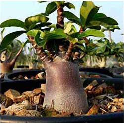 Rose du désert graines de baobab chacal Adenium
