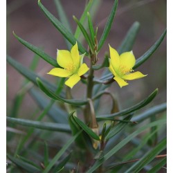 Arrivage : Talinum caffrum -  Circonférence : environ 15 cm