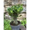 ARRIVAGE : lot de 2 Baobab chacal (adenium obesum) de 3 ans