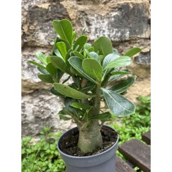 ARRIVAGE : lot de 2 Baobab chacal (adenium obesum) de 3 ans