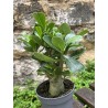 ARRIVAGE : lot de 2 Baobab chacal (adenium obesum) de 3 ans