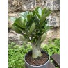 ARRIVAGE : lot de 2 Baobab chacal (adenium obesum) de 3 ans