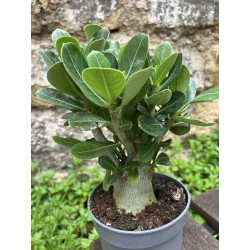 ARRIVAGE : lot de 2 Baobab chacal (adenium obesum) de 3 ans