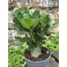 ARRIVAGE : lot de 2 Baobab chacal (adenium obesum) de 3 ans