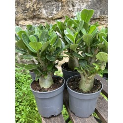 ARRIVAGE : lot de 2 Baobab chacal (adenium obesum) de 3 ans