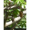 75 gr. de pulpe Bio de fruit de baobab