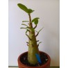 Adenium arabicum n°AA