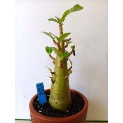 Adenium arabicum n°AA