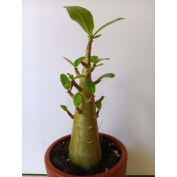 Adenium arabicum n°AA