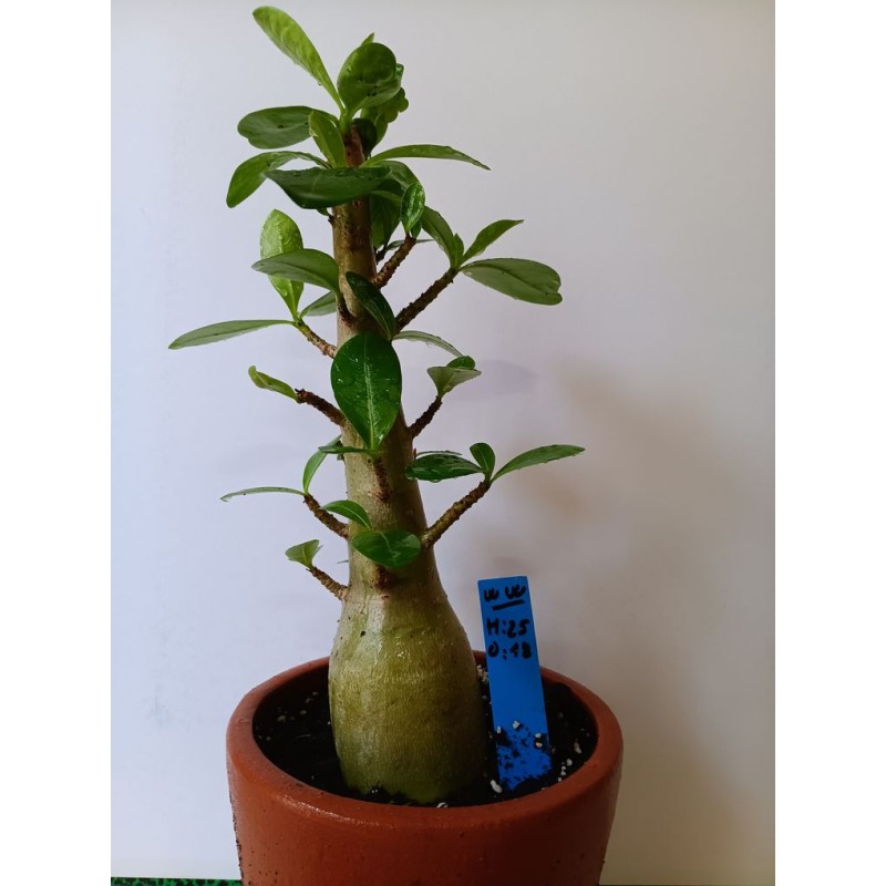 Adenium arabicum n°WW