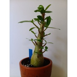 Adenium arabicum n°WW