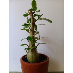 Adenium arabicum n°WW