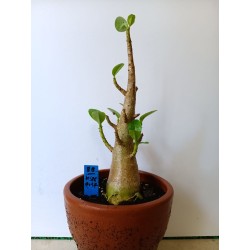 Adenium arabicum n°BB