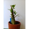 Adenium arabicum n°SS