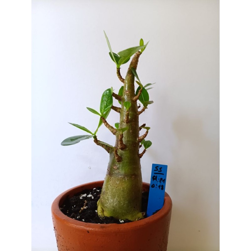 Adenium arabicum n°SS