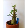 Adenium arabicum n°SS