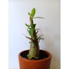 Adenium arabicum n°SS