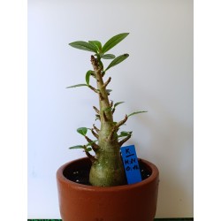 Adenium arabicum n°K