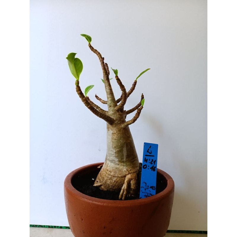 Adenium arabicum n°L