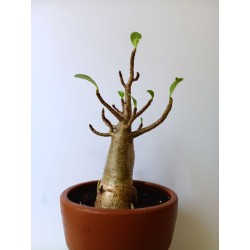 Adenium arabicum n°L