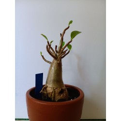 Adenium arabicum n°L