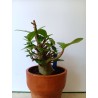 Adenium arabicum n°F