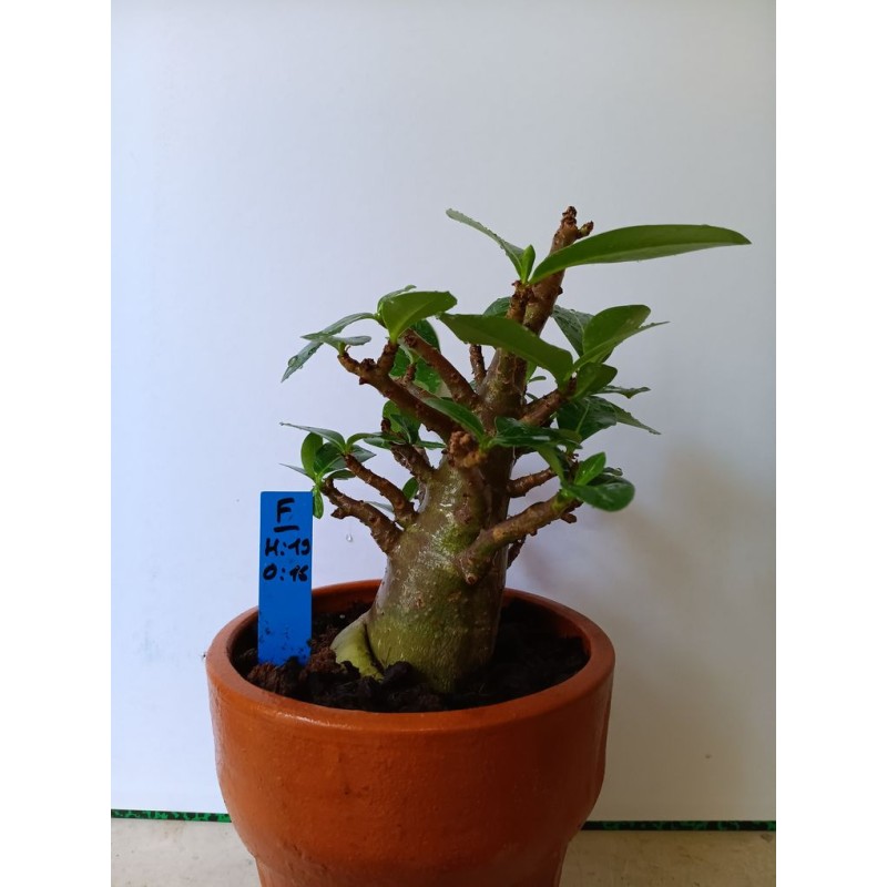 Adenium arabicum n°F