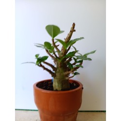 Adenium arabicum n°F