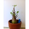 Adenium arabicum n°H