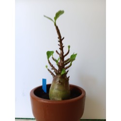 Adenium arabicum n°H