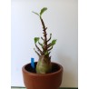 Adenium arabicum n°H