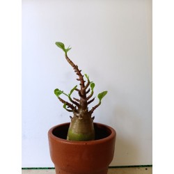 Adenium arabicum n°H