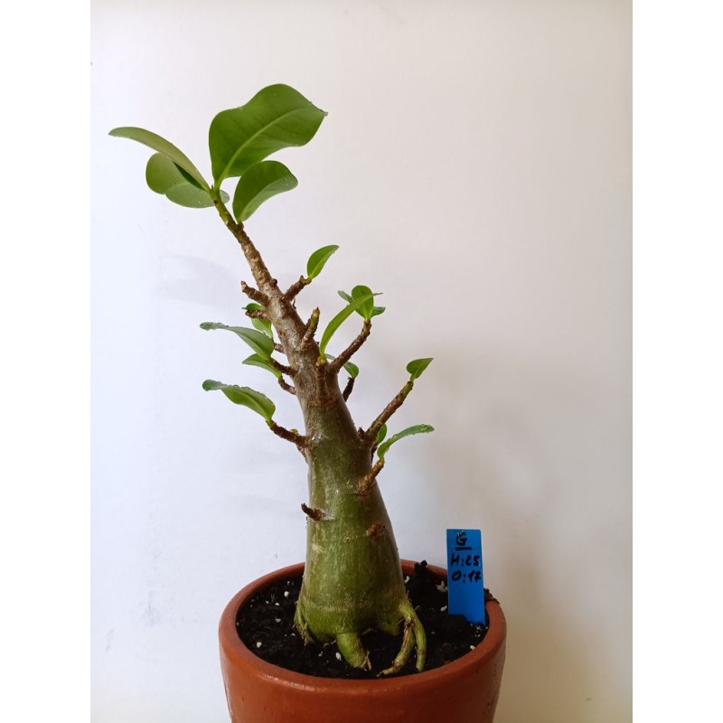 Adenium arabicum n°G