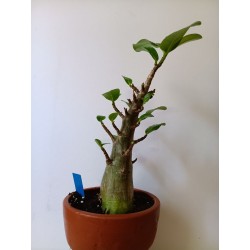 Adenium arabicum n°G