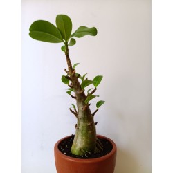 Adenium arabicum n°G