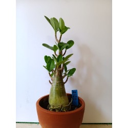 Adenium arabicum n°A4