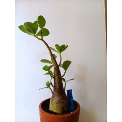 Adenium arabicum n°E