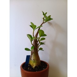 Adenium arabicum n°E