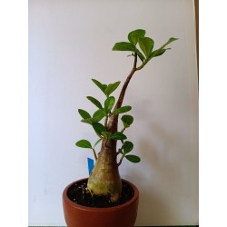 Adenium arabicum n°E