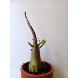 Adenium arabicum n°A