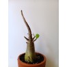 Adenium arabicum n°A