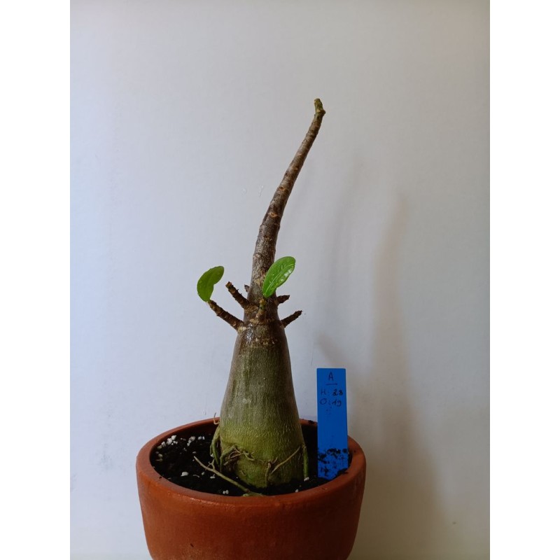 Adenium arabicum n°A