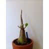 Adenium arabicum n°A