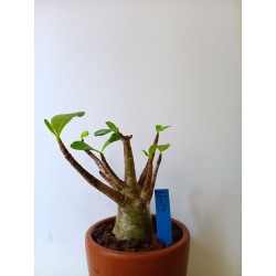 Adenium arabicum n°5