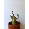 Adenium arabicum n°4