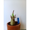 Adenium arabicum n°4