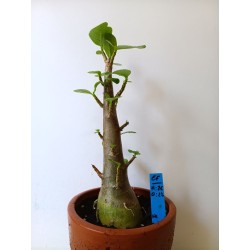 Adenium arabicum n°EE