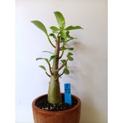 Adenium arabicum n°S