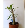 Adenium arabicum n°S